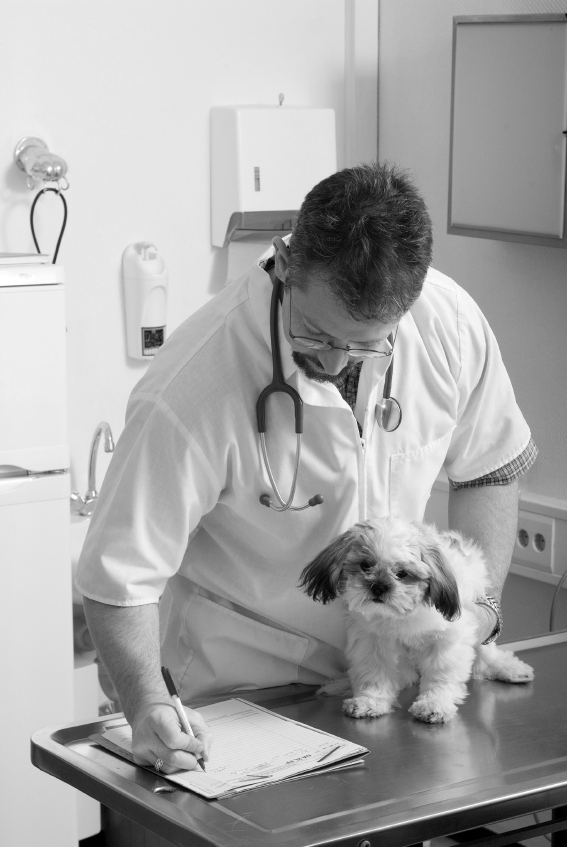 a vet with a dog